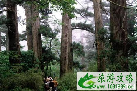 临安哪里春游最好玩