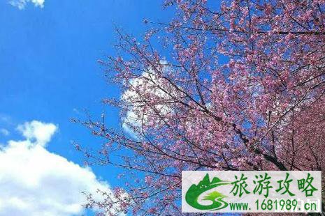 2022清远赏花攻略春季推荐 2022清远赏花攻略春季推荐