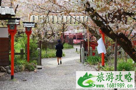 京都夜樱哪里好