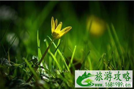2022河北赏花地图 河北赏花好去处