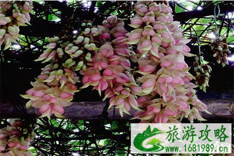 2022广东江门鹤山大雁山花朝节3月17日开启 2022广东江门鹤山大雁山花朝节3月17日开启