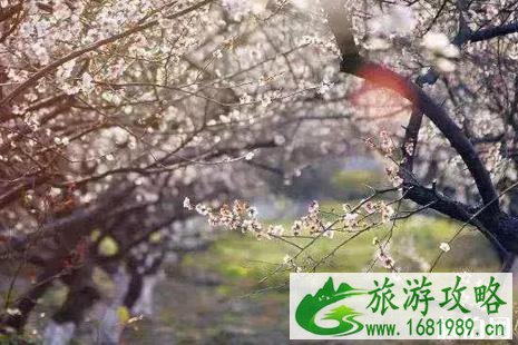 2022苏杭旅游攻略春季赏花推荐 2022苏杭旅游攻略春季赏花推荐