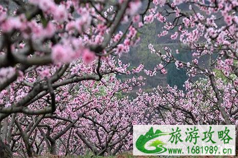 2022广汉周边赏花景点 广汉赏花好去处