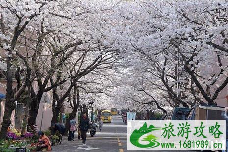 2022韩国赏樱攻略 2022韩国赏樱攻略