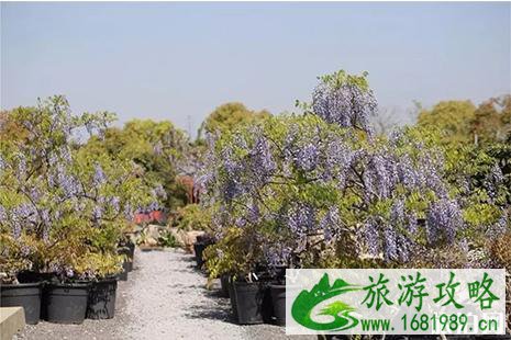 2022无锡九龙湾花朝节3月21日开启
