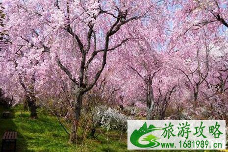 2022日本关西樱花小众旅游景点攻略
