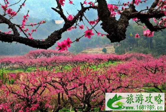 无锡阳山桃花节2022时间+最佳观赏地点