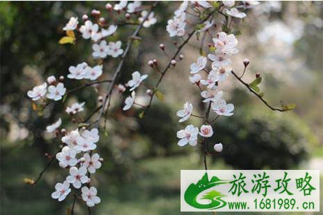 2022大邑雾中山李花节 时间+地点