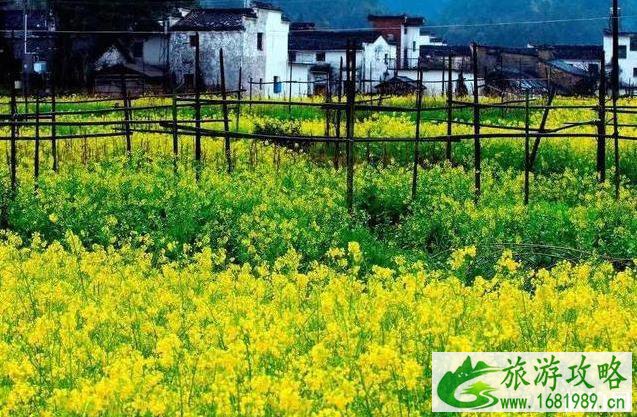 2022中国油菜花赏花地图