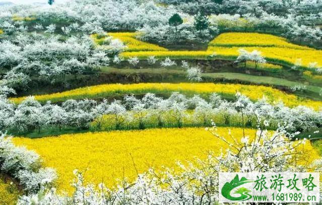 2022中国油菜花赏花地图