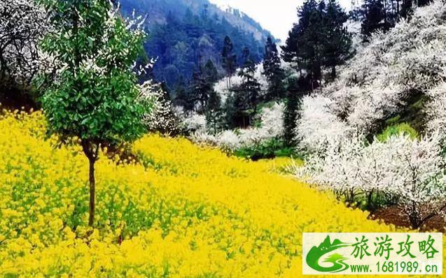 2022中国油菜花赏花地图