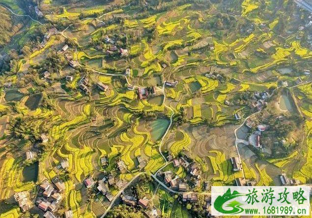 2022中国油菜花赏花地图