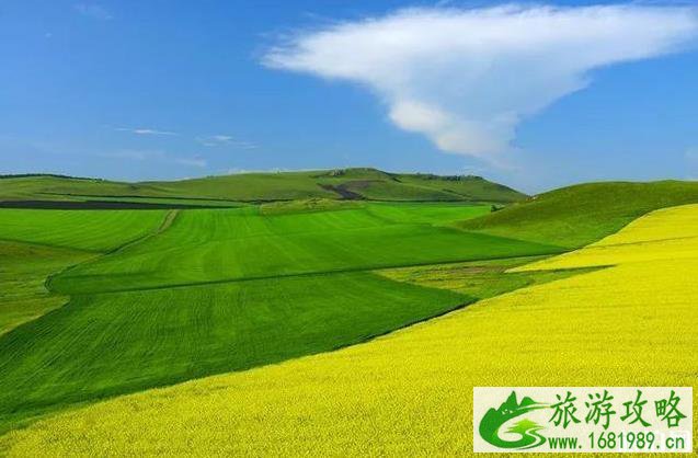2022中国油菜花赏花地图