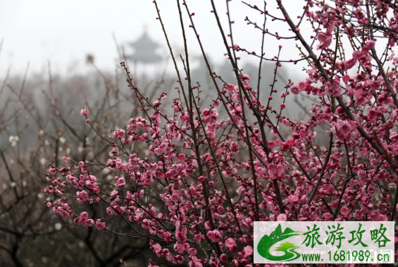2022年南京溧水梅花节时间+地点+灯光秀时间