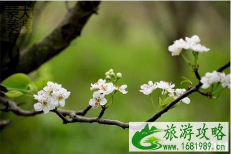 春季篁岭赏花指南