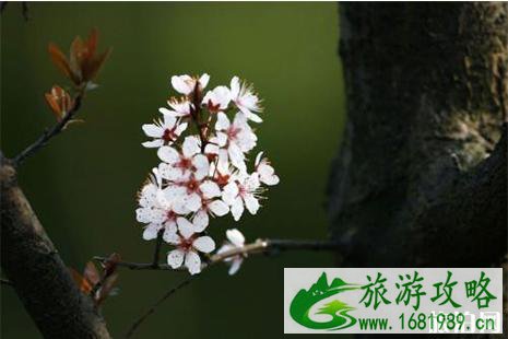 春季篁岭赏花指南