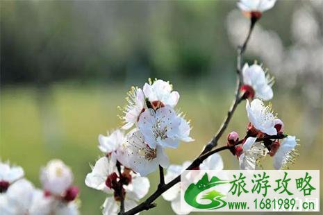 青州赏花地推荐 青州赏花地图