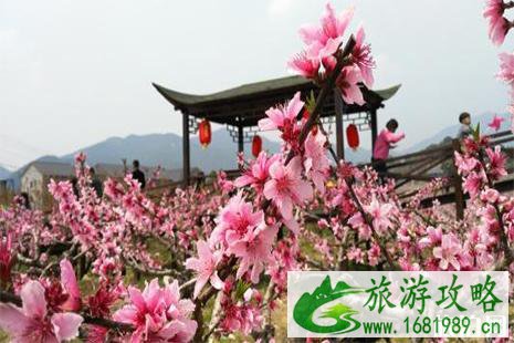 2022乐昌九峰桃花节3月3日开启 2022乐昌九峰桃花节3月3日开启