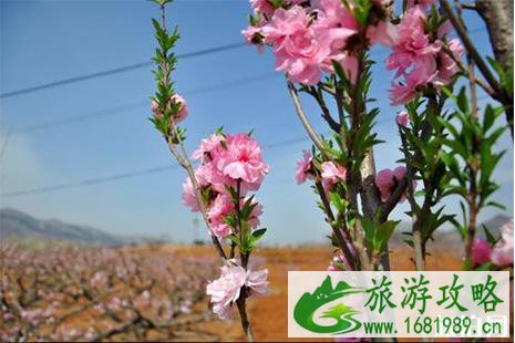 2022乐昌九峰桃花节3月3日开启 2022乐昌九峰桃花节3月3日开启
