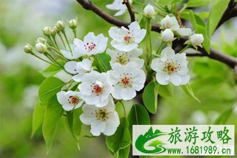 2022金凤梨花节3月7日开幕 2022金凤梨花节3月7日开幕