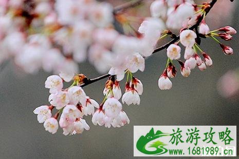 无锡鼋头渚樱花节2022开放时间+门票价格+最佳观赏地点 无锡鼋头渚樱花节2022开放时间+门票价格+最佳观赏地点