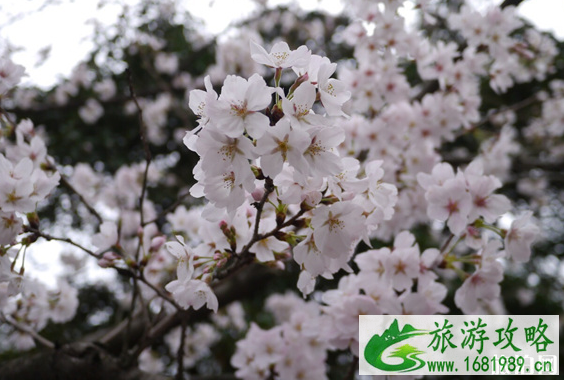 无锡鼋头渚樱花节2022开放时间+门票价格+最佳观赏地点 无锡鼋头渚樱花节2022开放时间+门票价格+最佳观赏地点