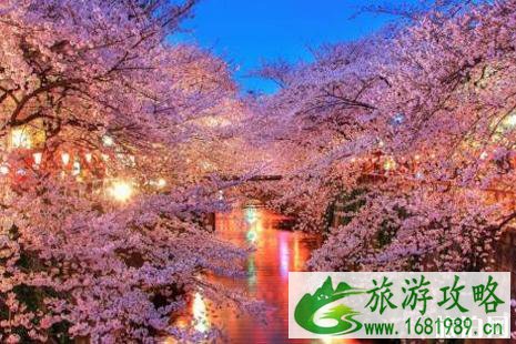 目黑川樱花开放时间2022 目黑川樱花晚上亮灯时间 目黑川樱花开放时间2022 目黑川樱花晚上亮灯时间