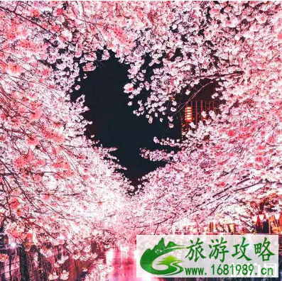 目黑川樱花开放时间2022 目黑川樱花晚上亮灯时间 目黑川樱花开放时间2022 目黑川樱花晚上亮灯时间
