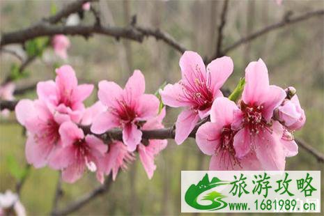 春季安州赏花地点 春季安州赏花地点