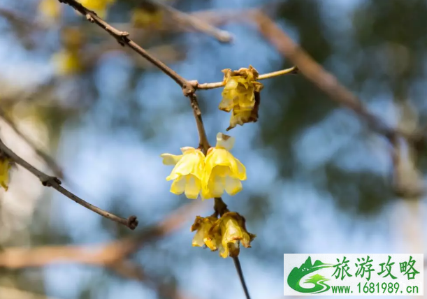 北京的腊梅什么时候开 北京哪个公园有腊梅