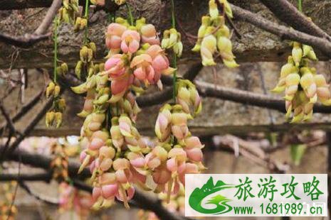 2022华南植物园禾雀花门票+时间+地点+交通+介绍