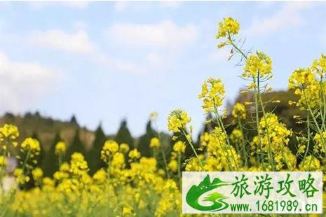 2022古田油菜花旅游文化节3月1日开启