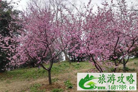 明孝陵樱花观赏期