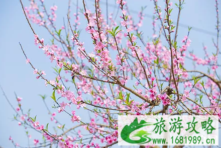 石家庄赏花的好去处 三四月石家庄去哪赏花 石家庄赏花的好去处 三四月石家庄去哪赏花