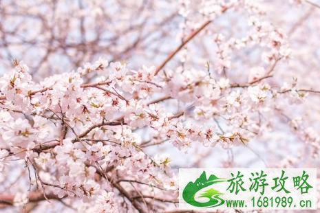 天津桃花堤几月可欣赏桃花 天津哪里可以看桃花 天津桃花堤几月可欣赏桃花 天津哪里可以看桃花