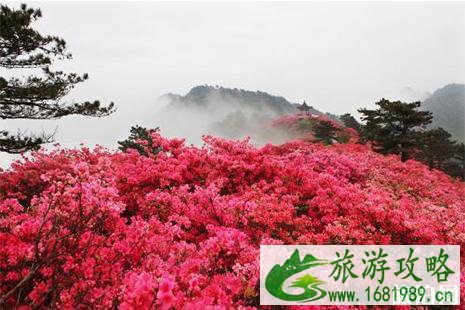 2022南宁大明山杜鹃花开了 门票+花期