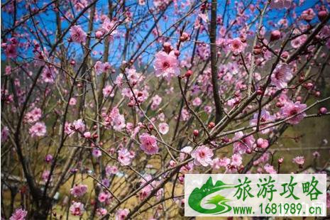 2022三八妇女节石台醉山野景区门票优惠政策+介绍