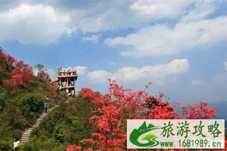 密云哪里能看杜鹃花