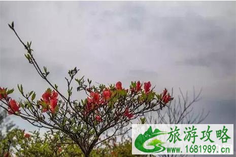 清新天堂山杜鹃花开了 清新天堂山杜鹃花开了