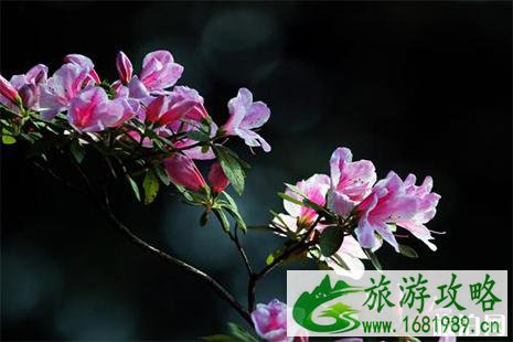 西岭雪山杜鹃花观赏日期