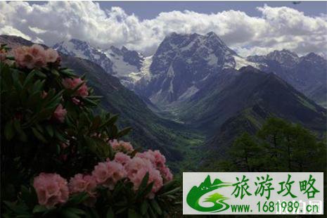 西岭雪山杜鹃花观赏日期