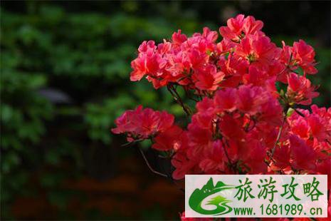 攀枝花杜鹃花海在哪里