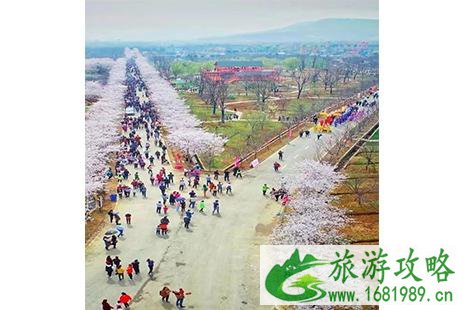 2022句容樱花节 时间+赏花攻略