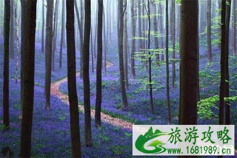 全球八大赏花圣地