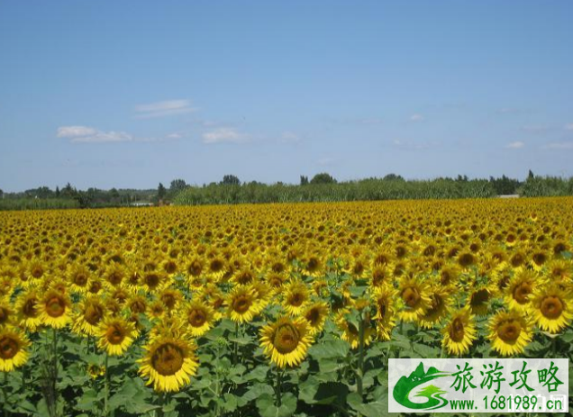 2022全球赏花地点推荐 2022全球赏花地点推荐