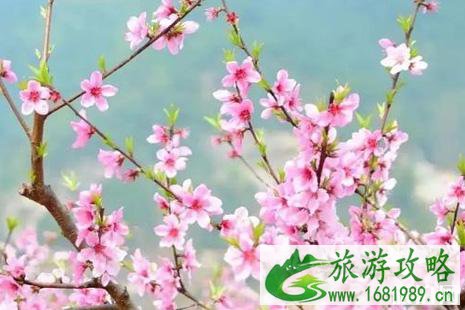 河北哪里桃花最多 河北哪里桃花最多