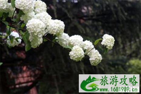 国内最适合踏青赏花的地方
