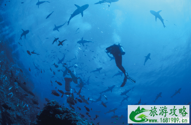亚洲哪里适合潜水 世界著名潜水胜地
