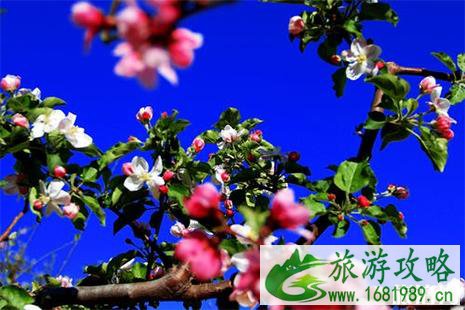张家口在哪有桃花 张家口桃花攻略