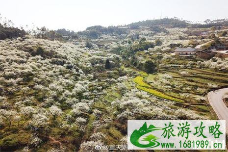 自贡赏花的地方 踏春指南 自贡赏花的地方 踏春指南